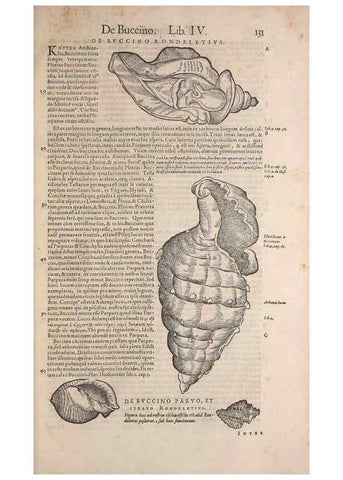 Reproducción/Reproduction 15381853339: Conradi Gesneri medici Tigurini Historiae animalium liber IV :. Francofurti :In Bibliopolio Andreae Cambieri,anno MDCIIII [1604]