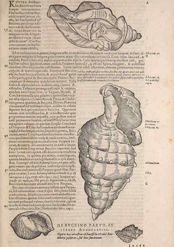 Reproducción/Reproduction 15381853339: Conradi Gesneri medici Tigurini Historiae animalium liber IV :. Francofurti :In Bibliopolio Andreae Cambieri,anno MDCIIII [1604]