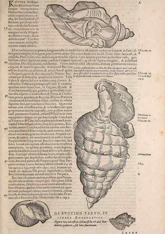 Reproducción/Reproduction 15381853339: Conradi Gesneri medici Tigurini Historiae animalium liber IV :. Francofurti :In Bibliopolio Andreae Cambieri,anno MDCIIII [1604]