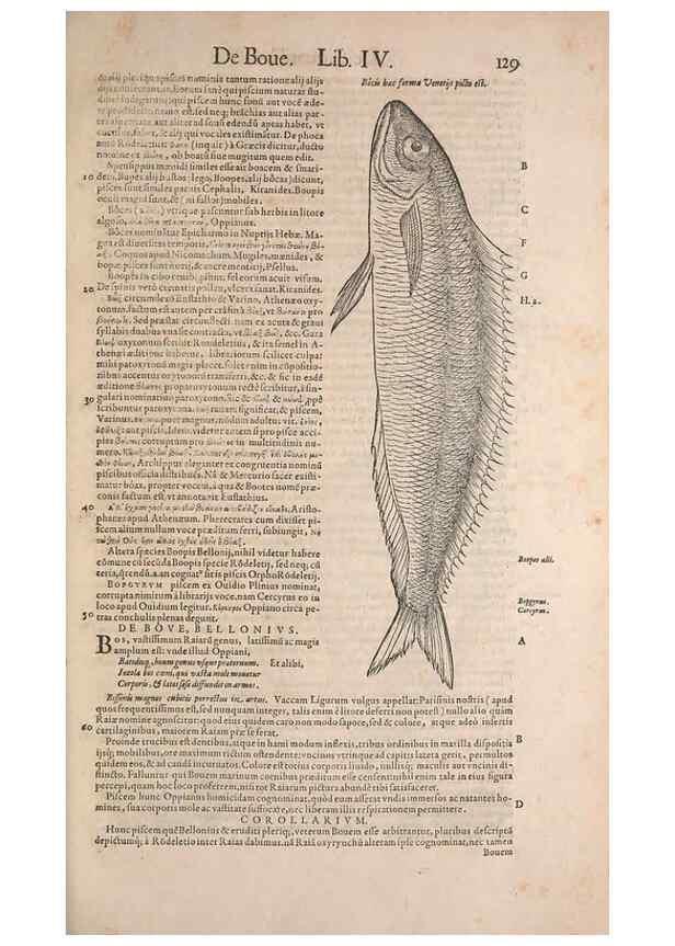 Reproducción/Reproduction 15565817491: Conradi Gesneri medici Tigurini Historiae animalium liber IV :. Francofurti :In Bibliopolio Andreae Cambieri,anno MDCIIII [1604]