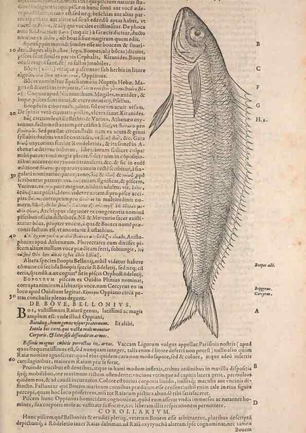 Reproducción/Reproduction 15565817491: Conradi Gesneri medici Tigurini Historiae animalium liber IV :. Francofurti :In Bibliopolio Andreae Cambieri,anno MDCIIII [1604]