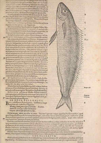 Reproducción/Reproduction 15565817491: Conradi Gesneri medici Tigurini Historiae animalium liber IV :. Francofurti :In Bibliopolio Andreae Cambieri,anno MDCIIII [1604]