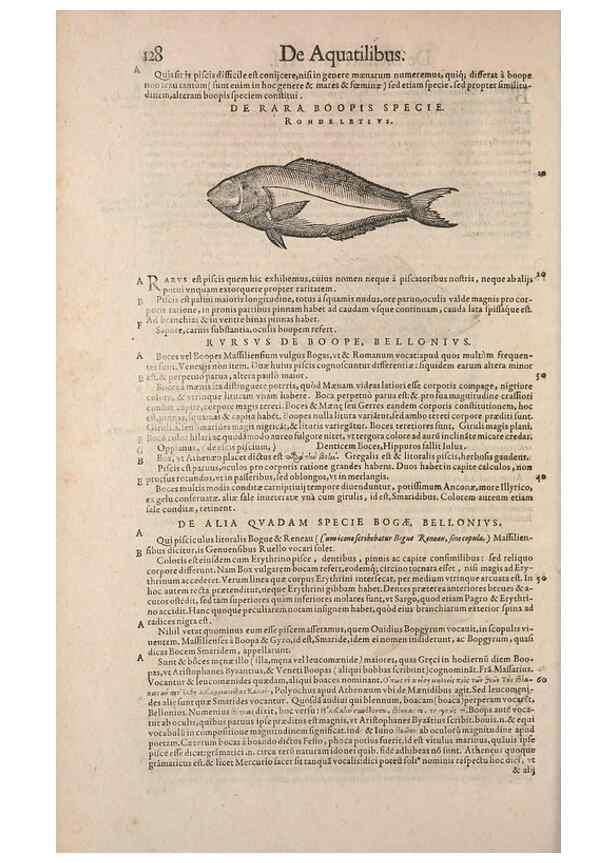 Reproducción/Reproduction 15382331538: Conradi Gesneri medici Tigurini Historiae animalium liber IV :. Francofurti :In Bibliopolio Andreae Cambieri,anno MDCIIII [1604]