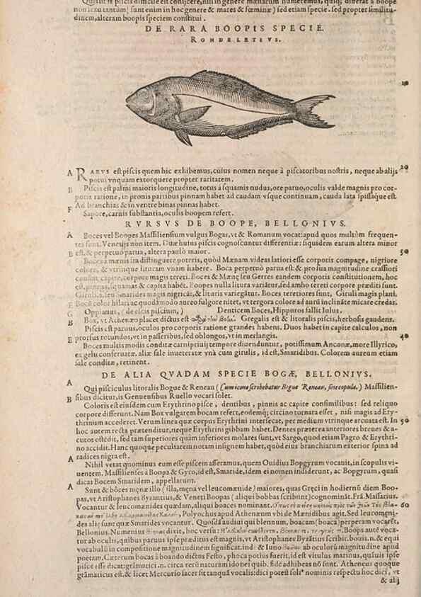 Reproducción/Reproduction 15382331538: Conradi Gesneri medici Tigurini Historiae animalium liber IV :. Francofurti :In Bibliopolio Andreae Cambieri,anno MDCIIII [1604]