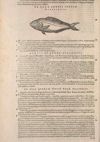 Reproducción/Reproduction 15382331538: Conradi Gesneri medici Tigurini Historiae animalium liber IV :. Francofurti :In Bibliopolio Andreae Cambieri,anno MDCIIII [1604]