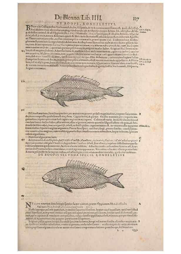 Reproducción/Reproduction 15381847769: Conradi Gesneri medici Tigurini Historiae animalium liber IV :. Francofurti :In Bibliopolio Andreae Cambieri,anno MDCIIII [1604]