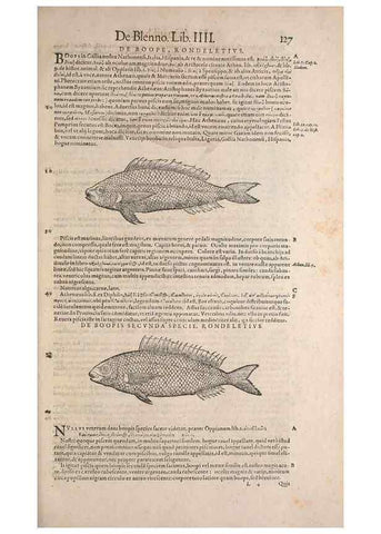 Reproducción/Reproduction 15381847769: Conradi Gesneri medici Tigurini Historiae animalium liber IV :. Francofurti :In Bibliopolio Andreae Cambieri,anno MDCIIII [1604]