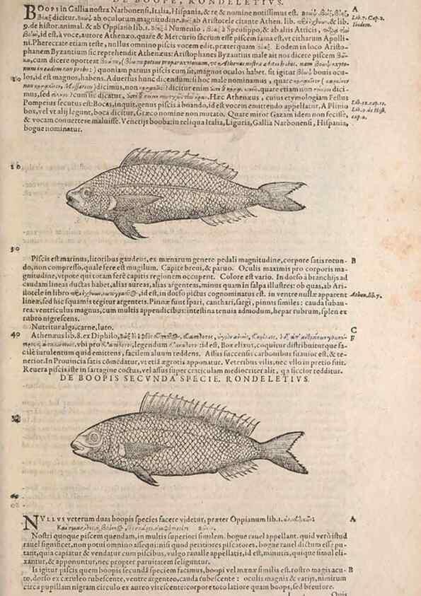 Reproducción/Reproduction 15381847769: Conradi Gesneri medici Tigurini Historiae animalium liber IV :. Francofurti :In Bibliopolio Andreae Cambieri,anno MDCIIII [1604]