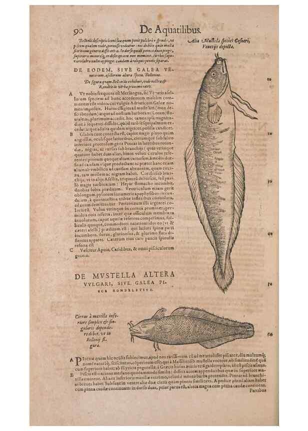 Reproducción/Reproduction 14948277603: Conradi Gesneri medici Tigurini Historiae animalium liber IV :. Francofurti :In Bibliopolio Andreae Cambieri,anno MDCIIII [1604]