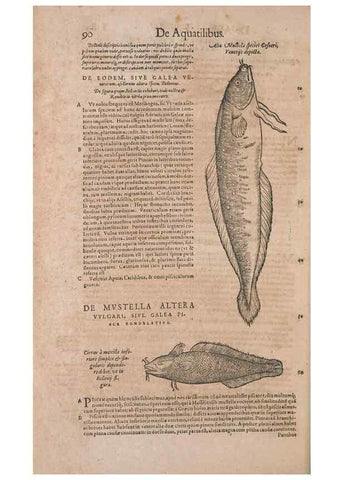 Reproducción/Reproduction 14948277603: Conradi Gesneri medici Tigurini Historiae animalium liber IV :. Francofurti :In Bibliopolio Andreae Cambieri,anno MDCIIII [1604]