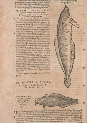 Reproducción/Reproduction 14948277603: Conradi Gesneri medici Tigurini Historiae animalium liber IV :. Francofurti :In Bibliopolio Andreae Cambieri,anno MDCIIII [1604]