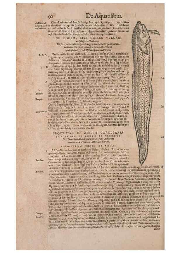 Reproducción/Reproduction 15382822100: Conradi Gesneri medici Tigurini Historiae animalium liber IV :. Francofurti :In Bibliopolio Andreae Cambieri,anno MDCIIII [1604]
