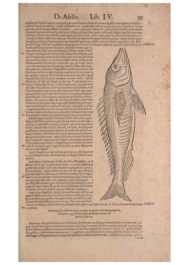 Reproducción/Reproduction 15382824470: Conradi Gesneri medici Tigurini Historiae animalium liber IV :. Francofurti :In Bibliopolio Andreae Cambieri,anno MDCIIII [1604]