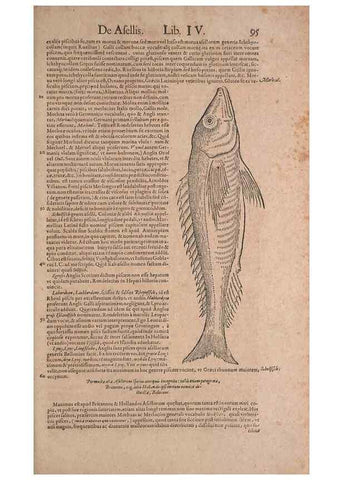Reproducción/Reproduction 15382824470: Conradi Gesneri medici Tigurini Historiae animalium liber IV :. Francofurti :In Bibliopolio Andreae Cambieri,anno MDCIIII [1604]