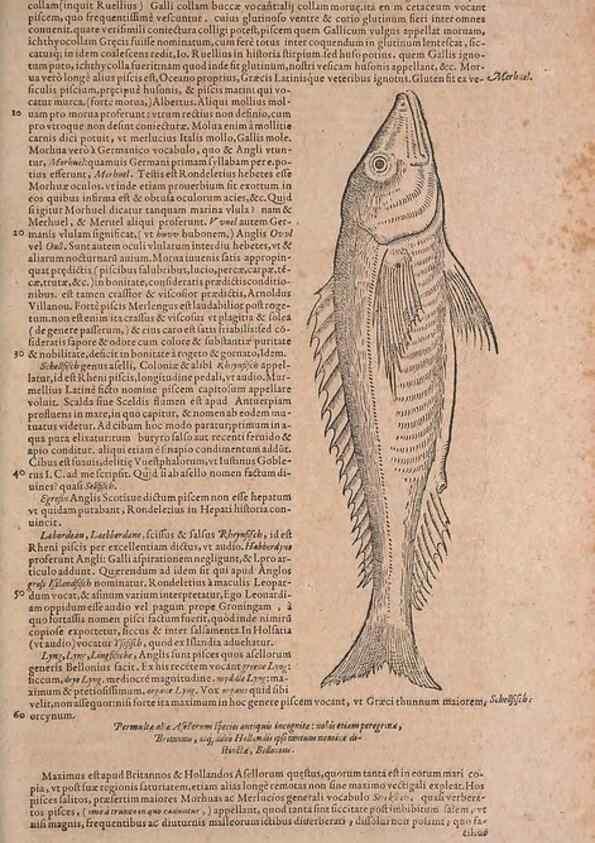 Reproducción/Reproduction 15382824470: Conradi Gesneri medici Tigurini Historiae animalium liber IV :. Francofurti :In Bibliopolio Andreae Cambieri,anno MDCIIII [1604]