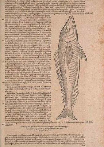 Reproducción/Reproduction 15382824470: Conradi Gesneri medici Tigurini Historiae animalium liber IV :. Francofurti :In Bibliopolio Andreae Cambieri,anno MDCIIII [1604]