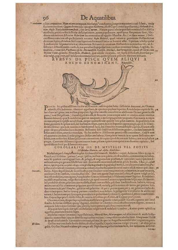Reproducción/Reproduction 14947706654: Conradi Gesneri medici Tigurini Historiae animalium liber IV :. Francofurti :In Bibliopolio Andreae Cambieri,anno MDCIIII [1604]