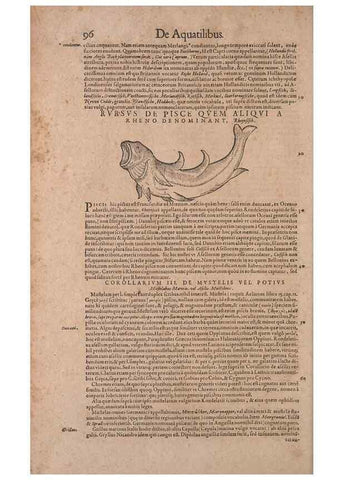 Reproducción/Reproduction 14947706654: Conradi Gesneri medici Tigurini Historiae animalium liber IV :. Francofurti :In Bibliopolio Andreae Cambieri,anno MDCIIII [1604]