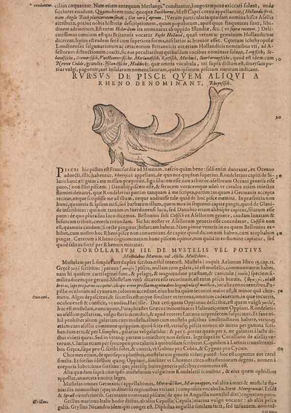 Reproducción/Reproduction 14947706654: Conradi Gesneri medici Tigurini Historiae animalium liber IV :. Francofurti :In Bibliopolio Andreae Cambieri,anno MDCIIII [1604]
