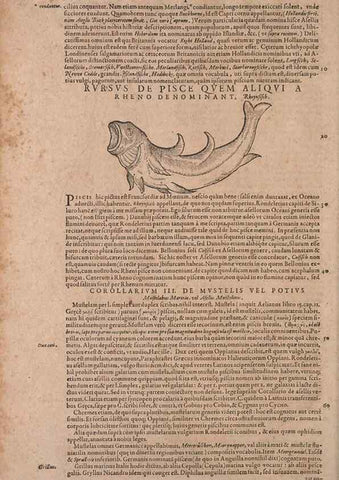 Reproducción/Reproduction 14947706654: Conradi Gesneri medici Tigurini Historiae animalium liber IV :. Francofurti :In Bibliopolio Andreae Cambieri,anno MDCIIII [1604]