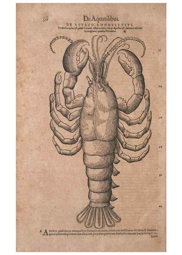 Reproducción/Reproduction 14948285753: Conradi Gesneri medici Tigurini Historiae animalium liber IV :. Francofurti :In Bibliopolio Andreae Cambieri,anno MDCIIII [1604]