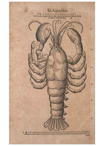 Reproducción/Reproduction 14948285753: Conradi Gesneri medici Tigurini Historiae animalium liber IV :. Francofurti :In Bibliopolio Andreae Cambieri,anno MDCIIII [1604]