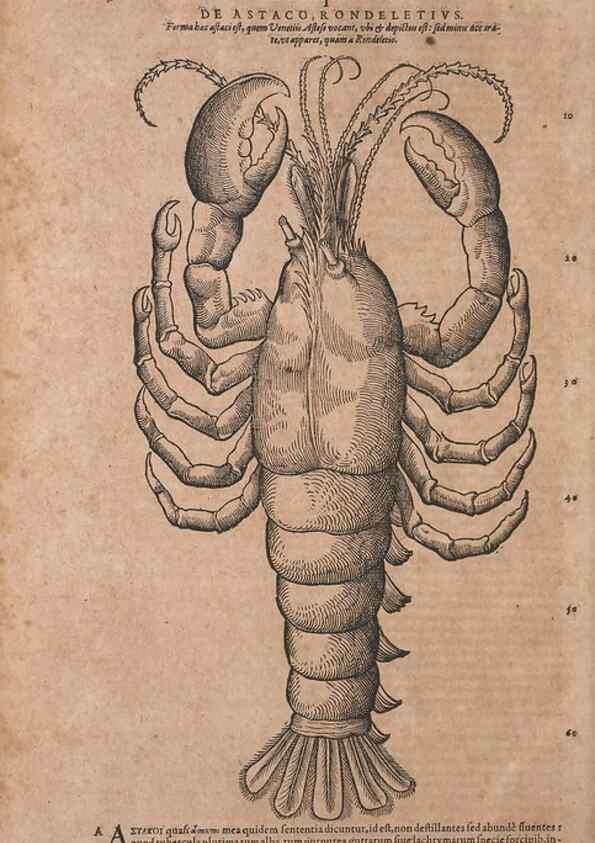 Reproducción/Reproduction 14948285753: Conradi Gesneri medici Tigurini Historiae animalium liber IV :. Francofurti :In Bibliopolio Andreae Cambieri,anno MDCIIII [1604]