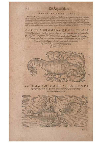 Reproducción/Reproduction 14947710464: Conradi Gesneri medici Tigurini Historiae animalium liber IV :. Francofurti :In Bibliopolio Andreae Cambieri,anno MDCIIII [1604]