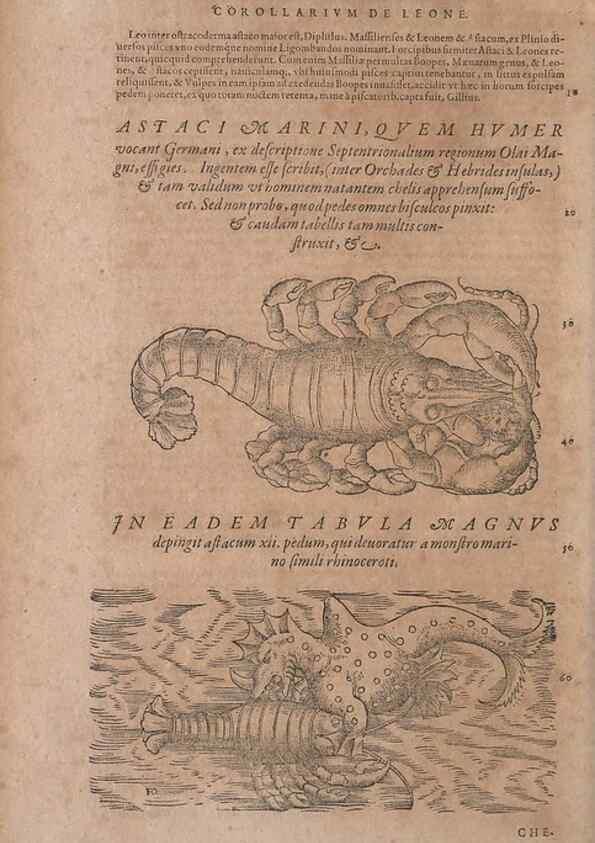 Reproducción/Reproduction 14947710464: Conradi Gesneri medici Tigurini Historiae animalium liber IV :. Francofurti :In Bibliopolio Andreae Cambieri,anno MDCIIII [1604]