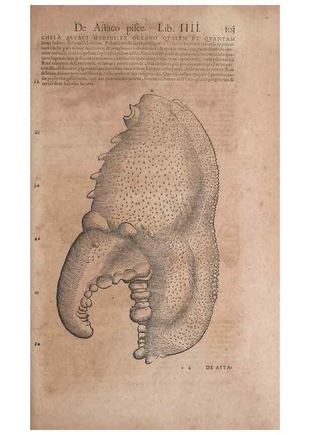 Reproducción/Reproduction 15382832270: Conradi Gesneri medici Tigurini Historiae animalium liber IV :. Francofurti :In Bibliopolio Andreae Cambieri,anno MDCIIII [1604]