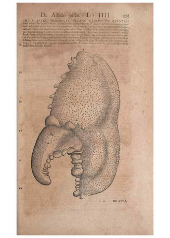 Reproducción/Reproduction 15382832270: Conradi Gesneri medici Tigurini Historiae animalium liber IV :. Francofurti :In Bibliopolio Andreae Cambieri,anno MDCIIII [1604]