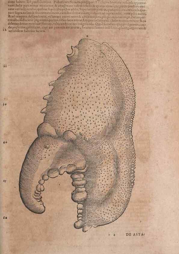 Reproducción/Reproduction 15382832270: Conradi Gesneri medici Tigurini Historiae animalium liber IV :. Francofurti :In Bibliopolio Andreae Cambieri,anno MDCIIII [1604]
