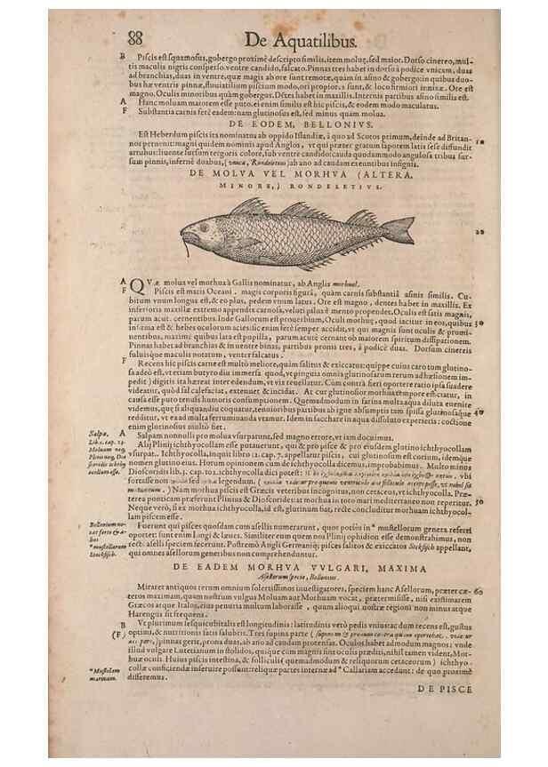 Reproducción/Reproduction 14948272593: Conradi Gesneri medici Tigurini Historiae animalium liber IV :. Francofurti :In Bibliopolio Andreae Cambieri,anno MDCIIII [1604]