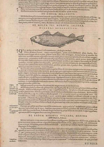 Reproducción/Reproduction 14948272593: Conradi Gesneri medici Tigurini Historiae animalium liber IV :. Francofurti :In Bibliopolio Andreae Cambieri,anno MDCIIII [1604]