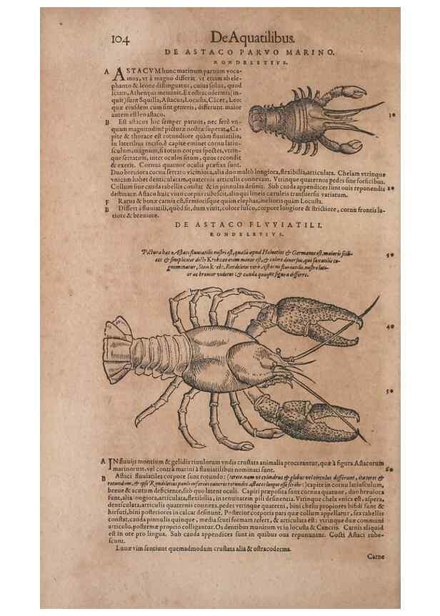 Reproducción/Reproduction 15382311668: Conradi Gesneri medici Tigurini Historiae animalium liber IV :. Francofurti :In Bibliopolio Andreae Cambieri,anno MDCIIII [1604]