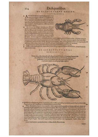 Reproducción/Reproduction 15382311668: Conradi Gesneri medici Tigurini Historiae animalium liber IV :. Francofurti :In Bibliopolio Andreae Cambieri,anno MDCIIII [1604]
