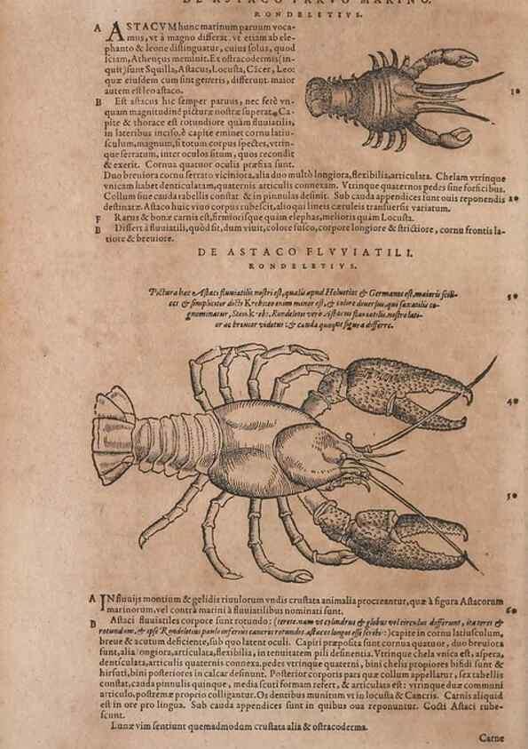 Reproducción/Reproduction 15382311668: Conradi Gesneri medici Tigurini Historiae animalium liber IV :. Francofurti :In Bibliopolio Andreae Cambieri,anno MDCIIII [1604]