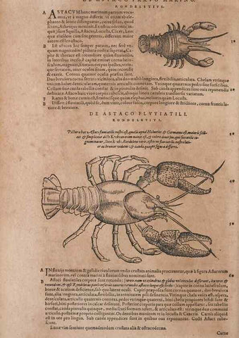 Reproducción/Reproduction 15382311668: Conradi Gesneri medici Tigurini Historiae animalium liber IV :. Francofurti :In Bibliopolio Andreae Cambieri,anno MDCIIII [1604]