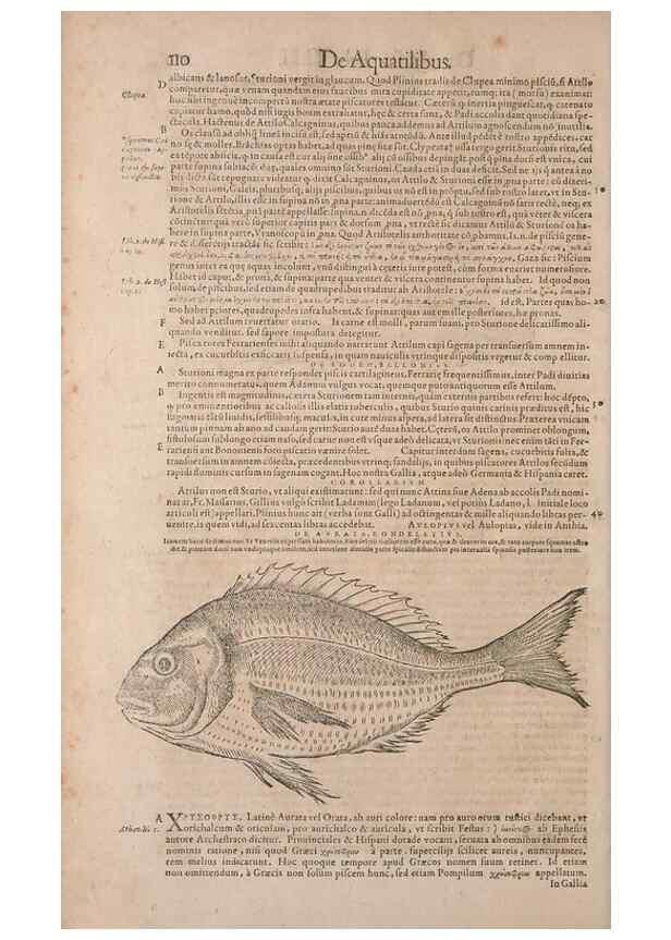 Reproducción/Reproduction 15568467525: Conradi Gesneri medici Tigurini Historiae animalium liber IV :. Francofurti :In Bibliopolio Andreae Cambieri,anno MDCIIII [1604]
