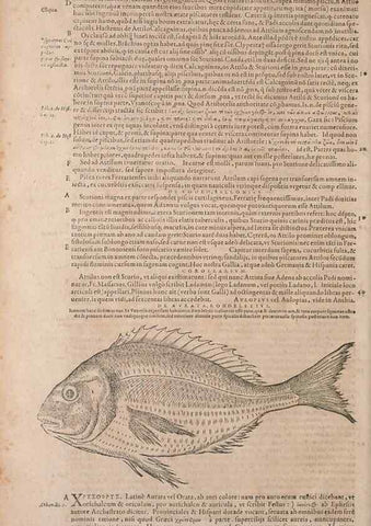 Reproducción/Reproduction 15568467525: Conradi Gesneri medici Tigurini Historiae animalium liber IV :. Francofurti :In Bibliopolio Andreae Cambieri,anno MDCIIII [1604]