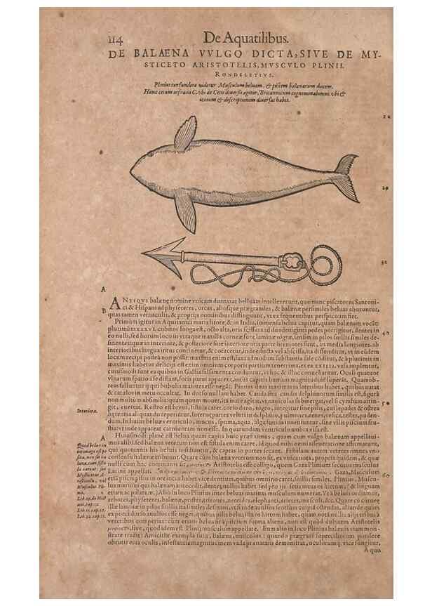 Reproducción/Reproduction 15544768056: Conradi Gesneri medici Tigurini Historiae animalium liber IV :. Francofurti :In Bibliopolio Andreae Cambieri,anno MDCIIII [1604]