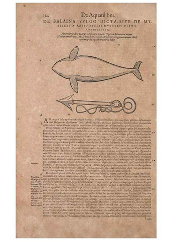 Reproducción/Reproduction 15544768056: Conradi Gesneri medici Tigurini Historiae animalium liber IV :. Francofurti :In Bibliopolio Andreae Cambieri,anno MDCIIII [1604]