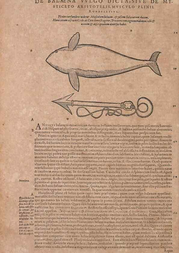 Reproducción/Reproduction 15544768056: Conradi Gesneri medici Tigurini Historiae animalium liber IV :. Francofurti :In Bibliopolio Andreae Cambieri,anno MDCIIII [1604]