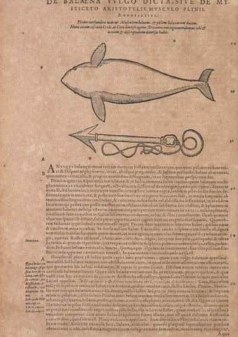 Reproducción/Reproduction 15544768056: Conradi Gesneri medici Tigurini Historiae animalium liber IV :. Francofurti :In Bibliopolio Andreae Cambieri,anno MDCIIII [1604]