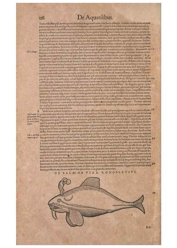 Reproducción/Reproduction 15565803081: Conradi Gesneri medici Tigurini Historiae animalium liber IV :. Francofurti :In Bibliopolio Andreae Cambieri,anno MDCIIII [1604]