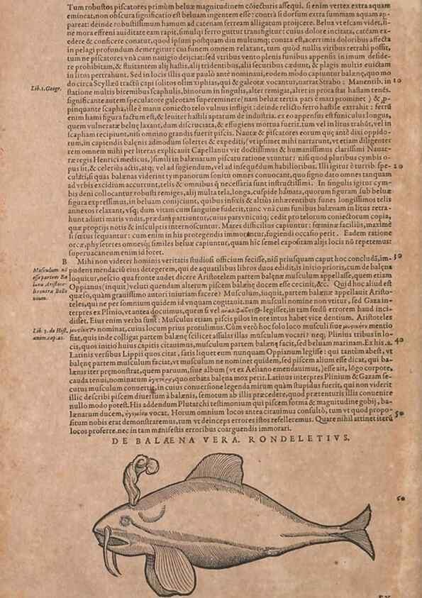 Reproducción/Reproduction 15565803081: Conradi Gesneri medici Tigurini Historiae animalium liber IV :. Francofurti :In Bibliopolio Andreae Cambieri,anno MDCIIII [1604]