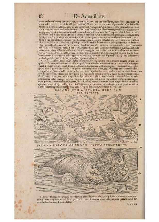 Reproducción/Reproduction 14948302193: Conradi Gesneri medici Tigurini Historiae animalium liber IV :. Francofurti :In Bibliopolio Andreae Cambieri,anno MDCIIII [1604]