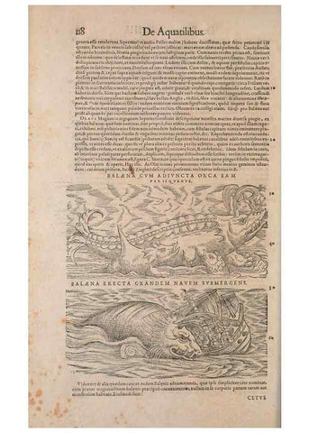 Reproducción/Reproduction 14948302193: Conradi Gesneri medici Tigurini Historiae animalium liber IV :. Francofurti :In Bibliopolio Andreae Cambieri,anno MDCIIII [1604]
