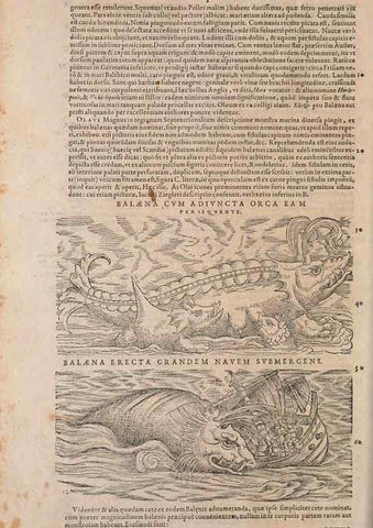 Reproducción/Reproduction 14948302193: Conradi Gesneri medici Tigurini Historiae animalium liber IV :. Francofurti :In Bibliopolio Andreae Cambieri,anno MDCIIII [1604]