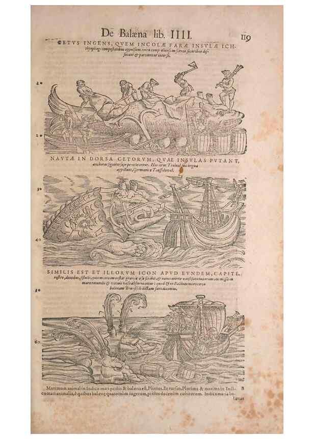 Reproducción/Reproduction 15565807971: Conradi Gesneri medici Tigurini Historiae animalium liber IV :. Francofurti :In Bibliopolio Andreae Cambieri,anno MDCIIII [1604]